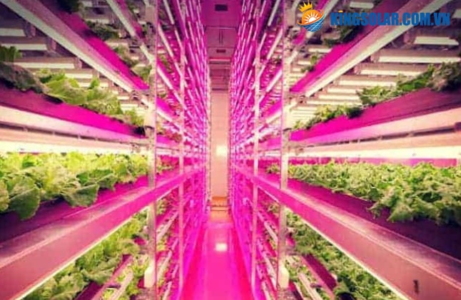 Ứng dụng đèn LED trong nông nghiệp