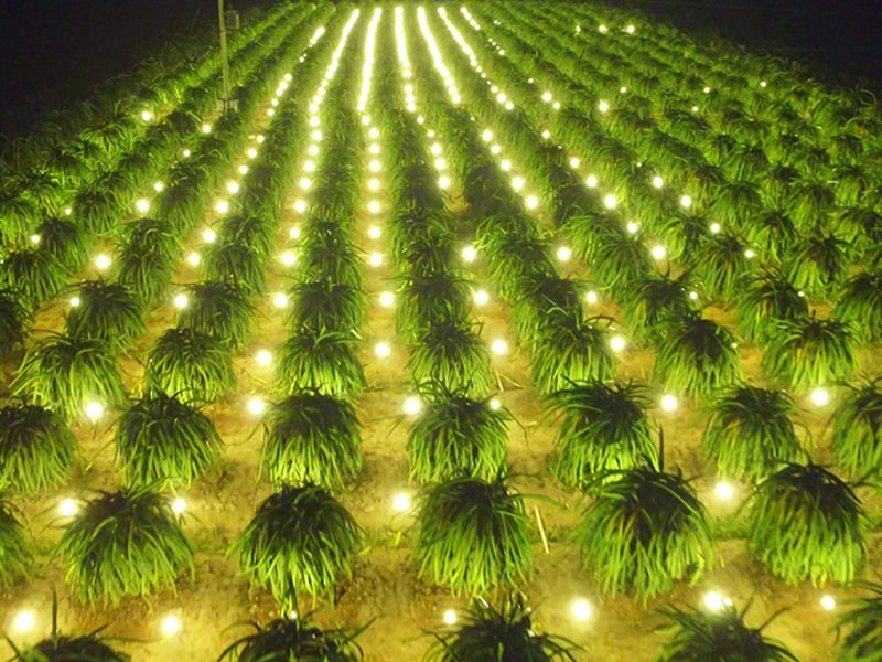 đèn led chiếu sáng trong ngành nông nghiệp